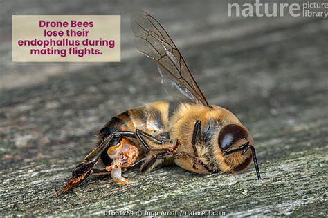 male bees die after mating|Drone (bee)